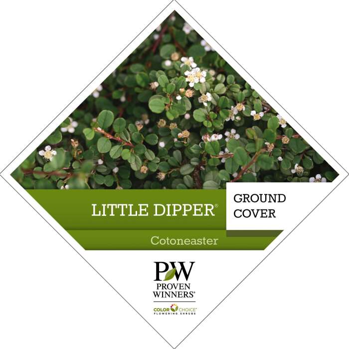 Preview of Little Dipper® Cotoneaster PDF