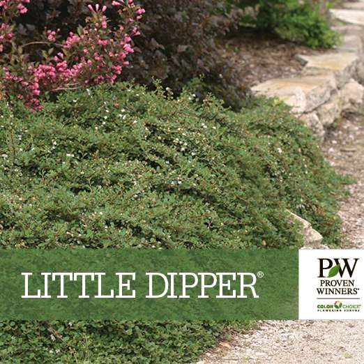 Preview of Little Dipper® Cotoneaster benchcard PDF