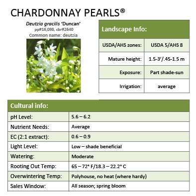 Preview of Chardonnay Pearls® Deutzia grower sheet PDF