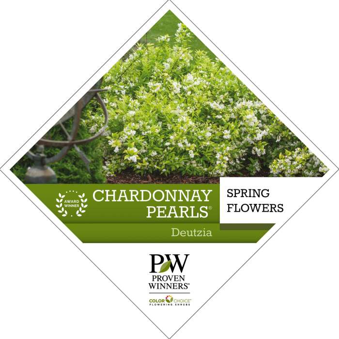 Preview of Chardonnay Pearls® Deutzia PDF