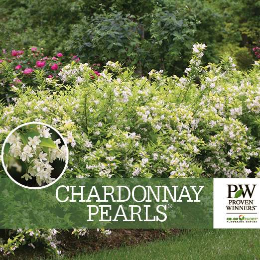 Preview of Chardonnay Pearls® Deutzia benchcard PDF