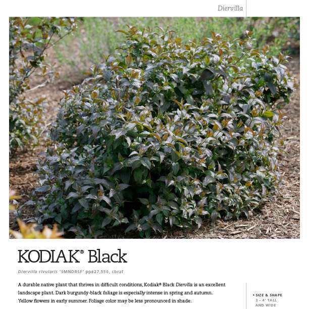 Preview of Kodiak® Black Diervilla spec sheet PDF