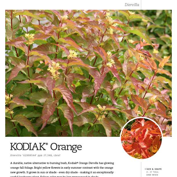 Preview of Kodiak® Orange Diervilla spec sheet PDF