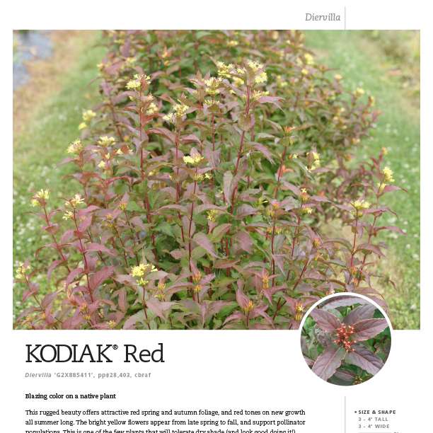 Preview of Kodiak® Red Diervilla spec sheet PDF