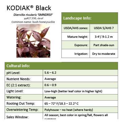 Preview of Kodiak® Black Diervilla grower sheet PDF