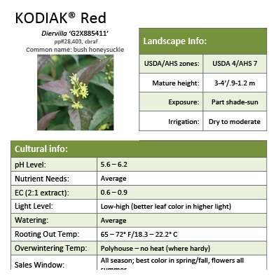 Preview of Kodiak® Red Diervilla grower sheet PDF