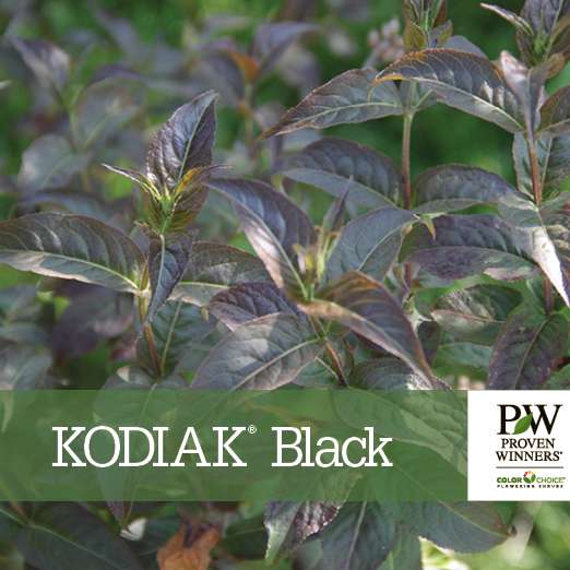 Preview of Kodiak® Black Diervilla benchcard PDF