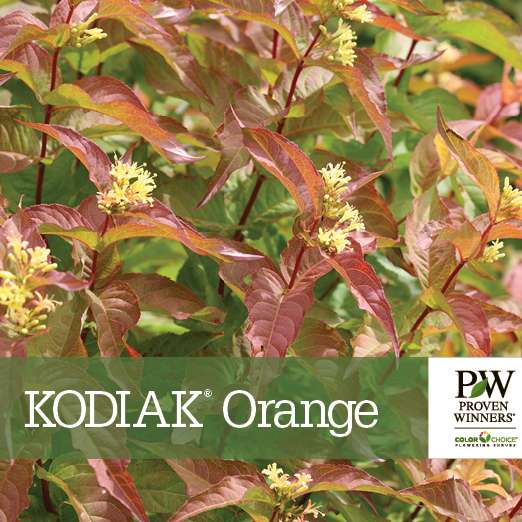 Preview of Kodiak® Orange Diervilla benchcard PDF