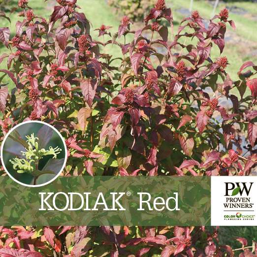Preview of Kodiak® Red Diervilla benchcard PDF