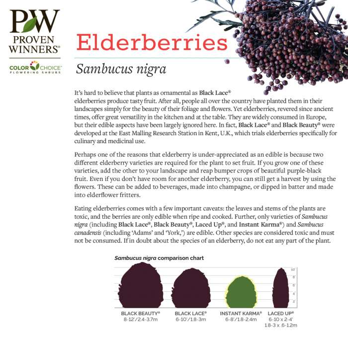 Preview of Guide to Elderberries PDF