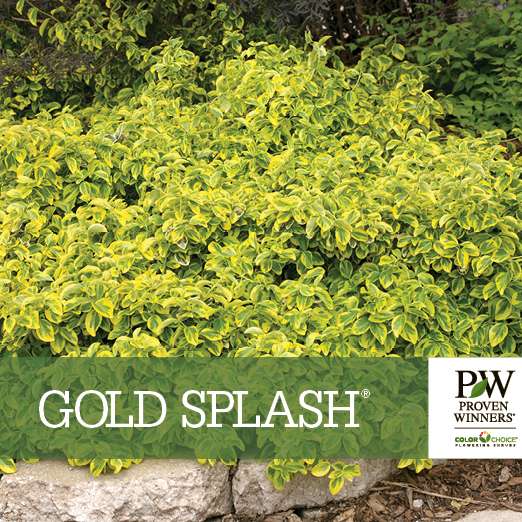 Preview of Gold Splash® Euonymus benchcard PDF