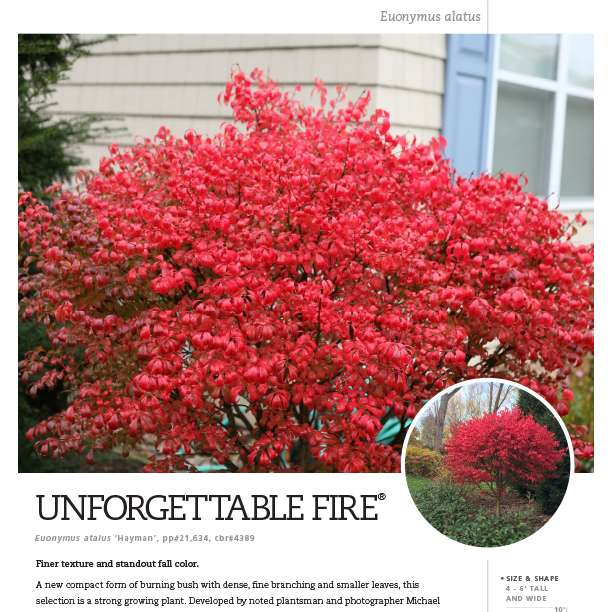 Unforgettable Fire euonymus spec sheet - Spring Meadow Nursery