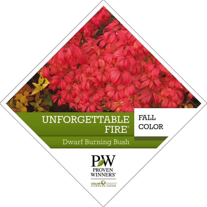Preview of Unforgettable Fire® Euonymus PDF