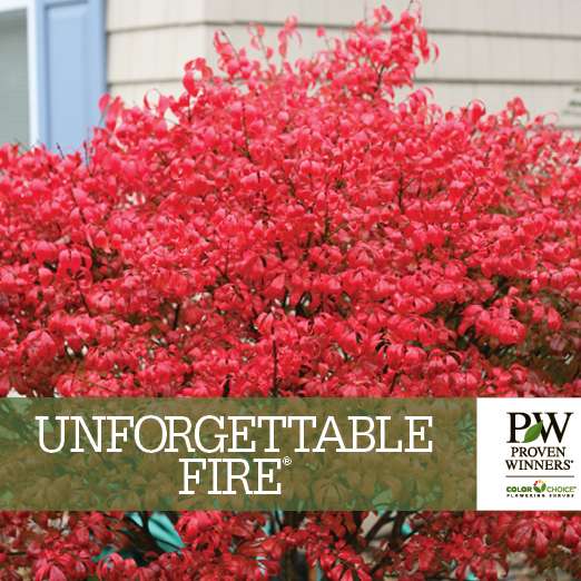 Preview of Unforgettable Fire® Euonymus benchcard PDF