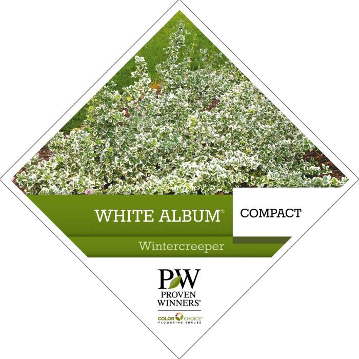 Preview of White Album® Euonymus  PDF