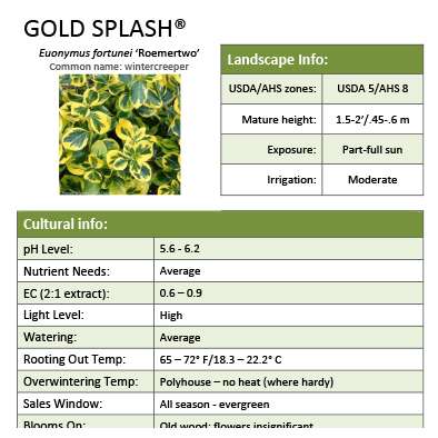Preview of Gold Splash® Euonymus grower sheet PDF