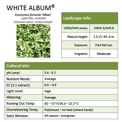 Preview of White Album® Euonymus grower sheet PDF