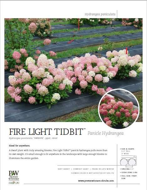 Preview of Fire Light Tidbit® Hydrangea Spec Sheet PDF