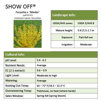 Preview of Show Off® Forsythia Grower Sheet PDF