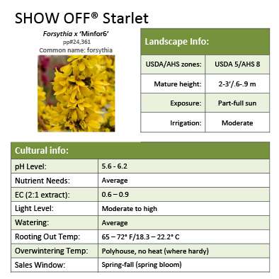 Preview of Show Off Starlet™ Forsythia Grower Sheet PDF