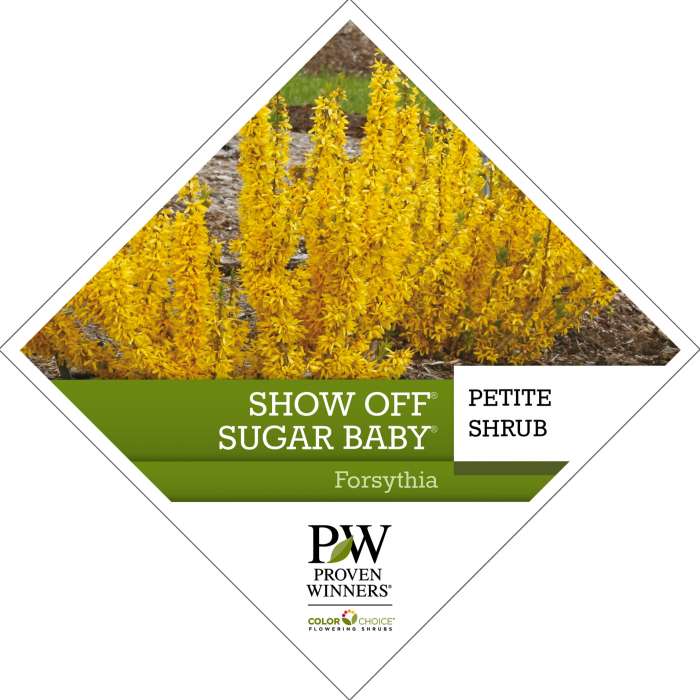 Preview of Show Off® Sugar Baby® Forsythia Tag PDF