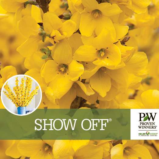 Preview of Show Off® Forsythia Benchcard PDF