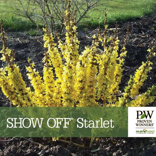 Preview of Show Off Starlet™ Forsythia Benchcard PDF