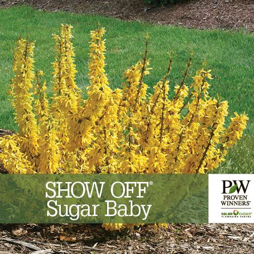 Preview of Show Off® Sugar Baby® Forsythia Benchcard PDF