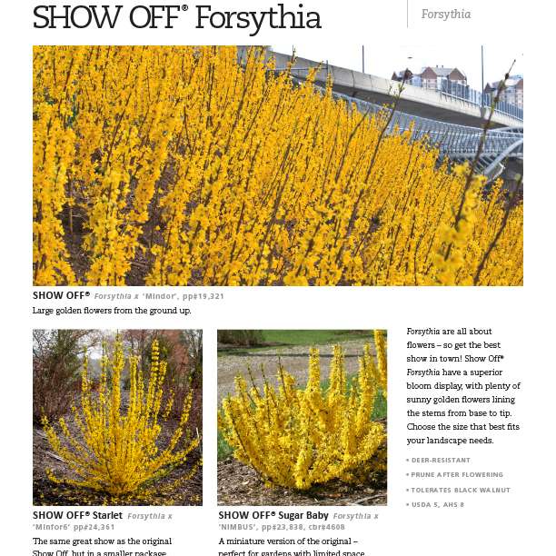 Preview of Show Off® Forsythia Series Spec Sheet PDF