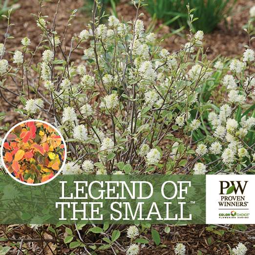 Preview of Legend of the Small® Fothergilla Benchcard PDF