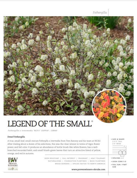 Preview of Legend of the Small™ Fothergilla spec sheet PDF