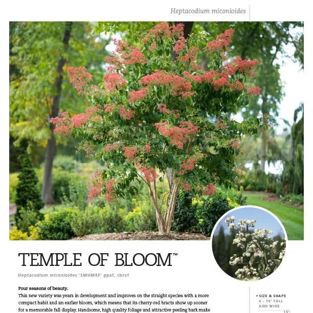 Preview of Temple of Bloom® Heptacodium Spec Sheet PDF