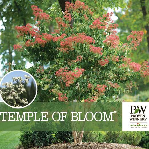 Preview of Temple of Bloom® Heptacodium Benchcard PDF