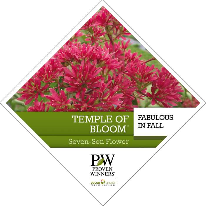 Preview of Temple of Bloom® Heptacodium Tag PDF
