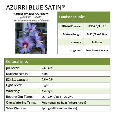 Preview of Azurri Blue Satin® Hibiscus grower sheet PDF