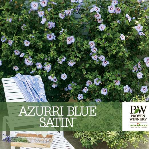Preview of Azurri Blue Satin® Hibiscus benchcard PDF