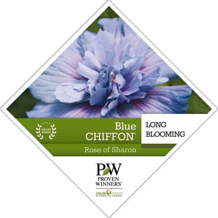 Preview of Blue Chiffon® Hibiscus PDF