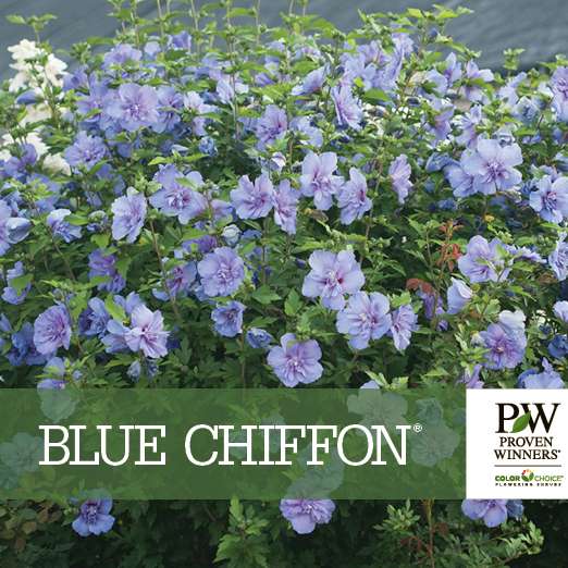 Preview of Blue Chiffon® Hibiscus PDF