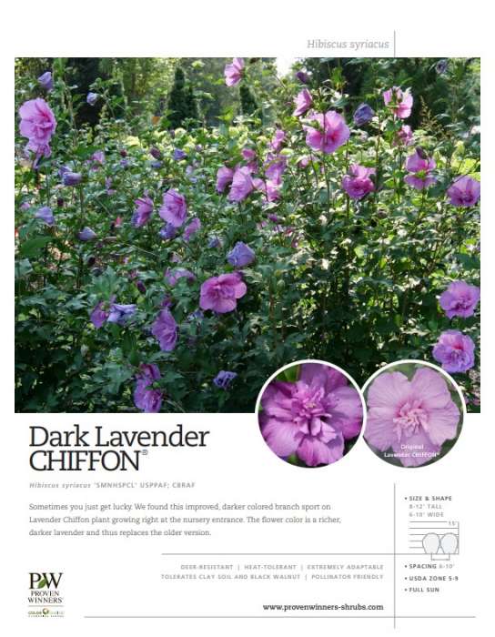 Preview of Dark Lavender Chiffon® spec sheet PDF