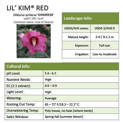 Preview of Lil’ Kim® Red Hibiscus grower sheet PDF