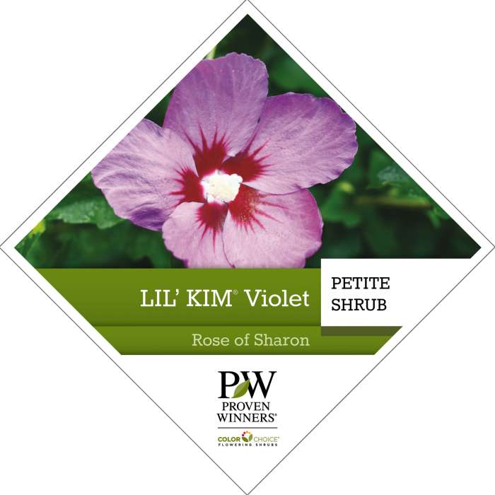 Preview of Lil’ Kim® Violet Hibiscus PDF