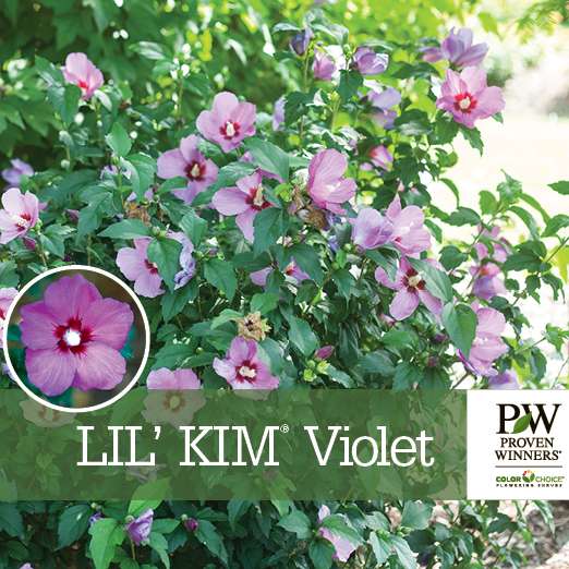 Preview of Lil’ Kim® Violet Hibiscus PDF