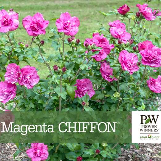 Preview of Magenta Chiffon® Hibiscus Benchcard PDF