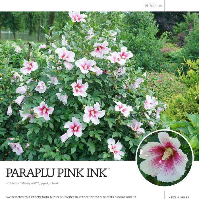 Preview of Paraplu Pink Ink® spec sheet PDF