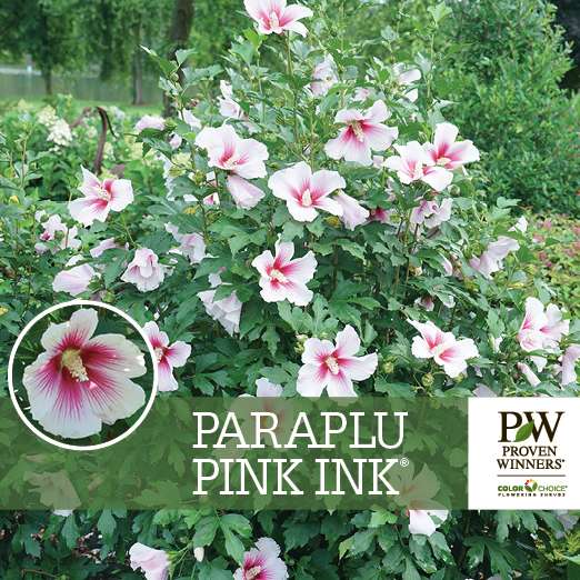 Preview of Paraplu Pink Ink® Hibiscus Benchcard PDF