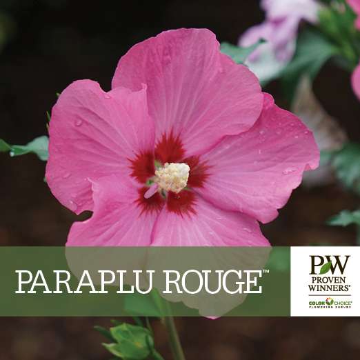 Preview of Paraplu Rouge™ Hibiscus Benchcard PDF