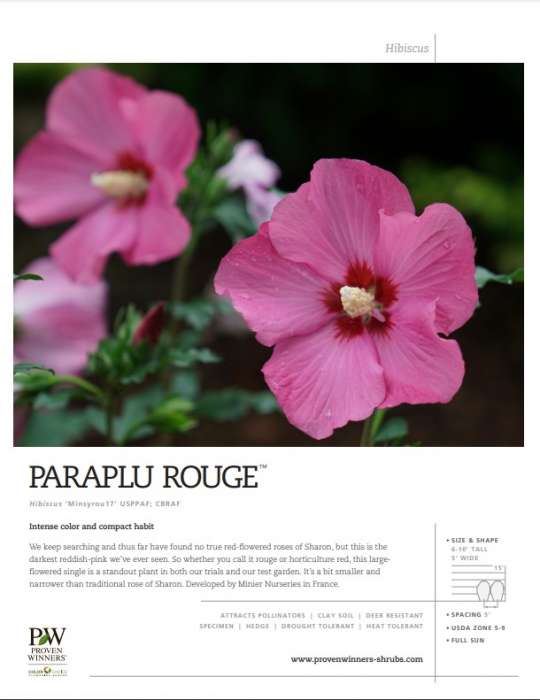 Preview of Paraplu Rouge™ Hibiscus spec sheet PDF