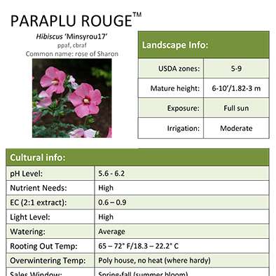 Preview of Paraplu Rouge™ Hibiscus Grower Sheet PDF