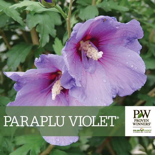 Preview of Paraplu Violet® Hibiscus Benchcard PDF