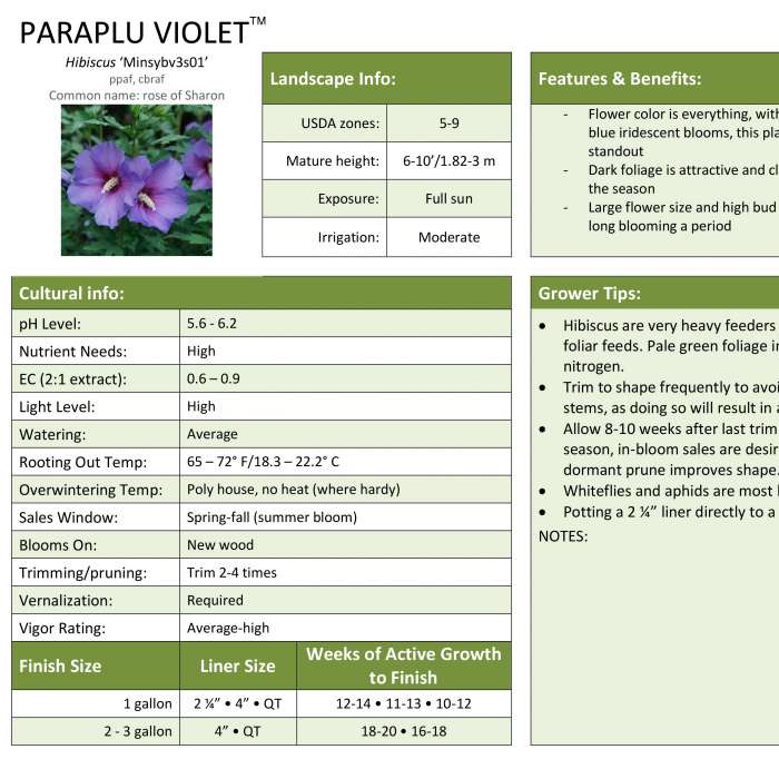 Preview of Paraplu® Violet Hibiscus Professional Grower Sheet PDF